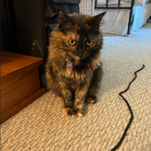 Lost Cat Aubrey