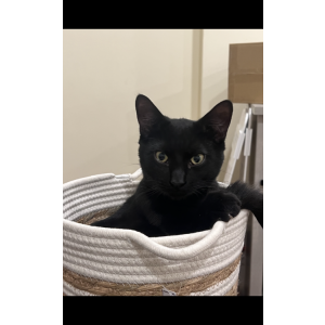 Lost Cat Jack