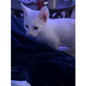 Lost Cat Eevee