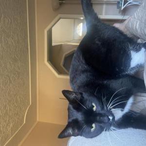 Lost Cat Benji