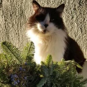 Lost Cat Frankie