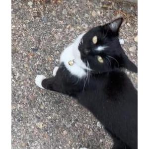 Lost Cat Alice