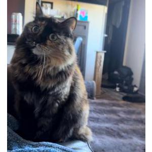 Lost Cat Luna
