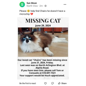 Lost Cat Chairo