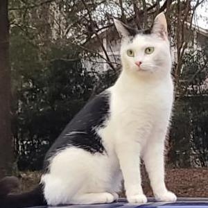 Lost Cat Sundae