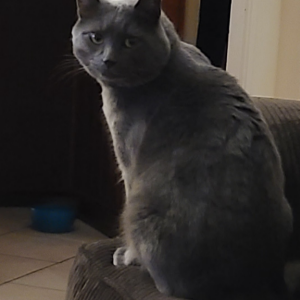Lost Cat Podrick