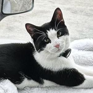 Lost Cat Winter