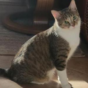 Lost Cat Joe