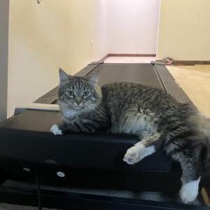 Lost Cat Dory