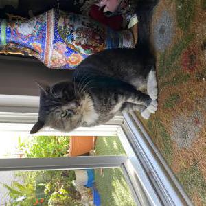 Found Cat Unknown