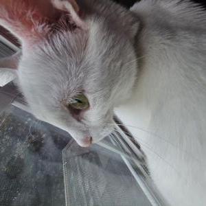 Lost Cat LunaFreya