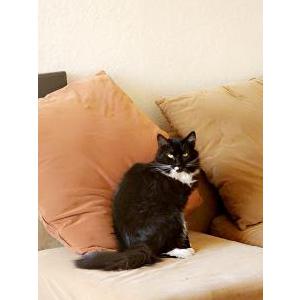 Lost Cat Luna