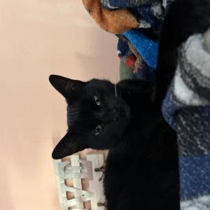 Lost Cat CC
