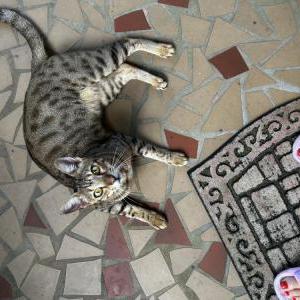 Found Cat unknown