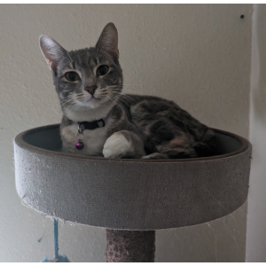 Image of Mika, Lost Cat