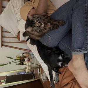 Lost Cat Fetty