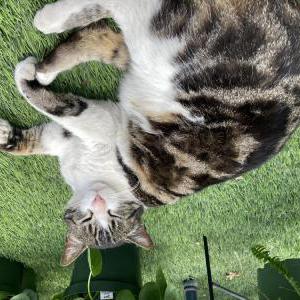 Lost Cat Critter