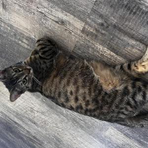 Lost Cat Geppetto