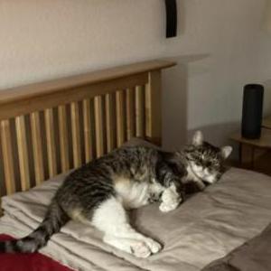 Lost Cat Stella