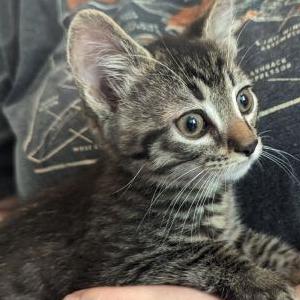 Lost Cat Finley