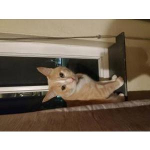 Lost Cat Linkin