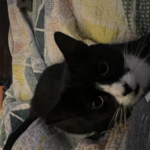 Lost Cat Zoe