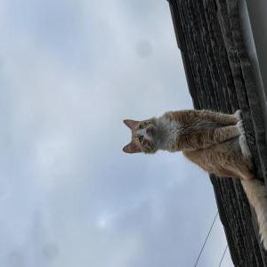 Lost Cat Chip