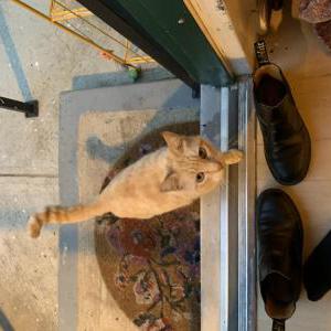 Lost Cat babygirl
