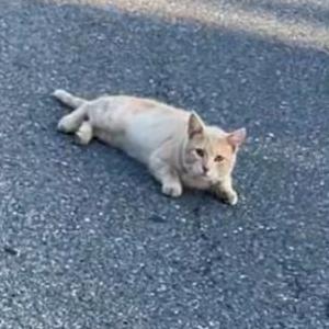Found Cat unknown