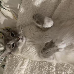 Lost Cat Max