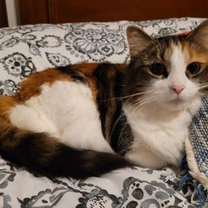 Lost Cat Luna