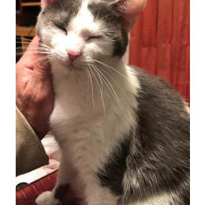 Lost Cat Chloë