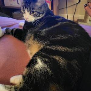 Lost Cat Vincent
