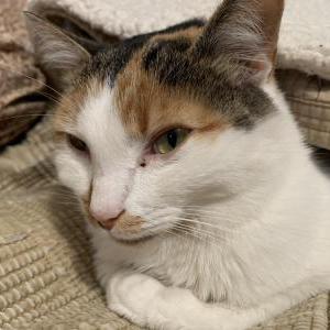 Lost Cat Momo