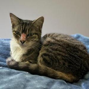Lost Cat Koia