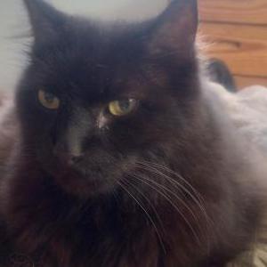 Lost Cat Lucifur