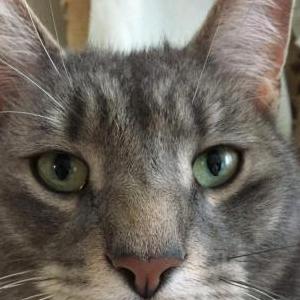Lost Cat Mr Kitten