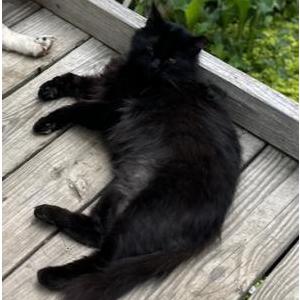 Lost Cat Lucus