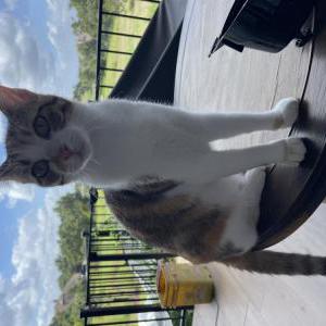 Lost Cat Ginger