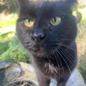 Lost Cat Punky