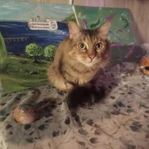 Lost Cat Kitty