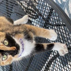 Found Cat Unknown