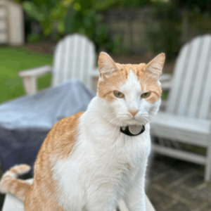 Lost Cat Porchey
