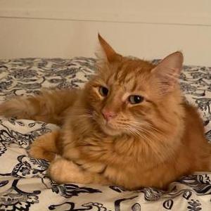 Lost Cat Baldur