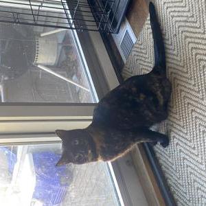 Lost Cat Cocoa