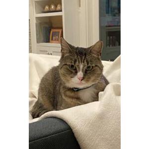 Lost Cat Michael