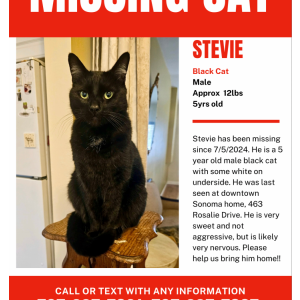 Lost Cat Stevie