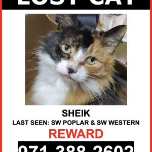 Lost Cat Sheik