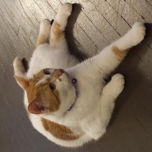 Lost Cat Bella