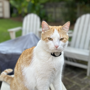 Lost Cat Porchey